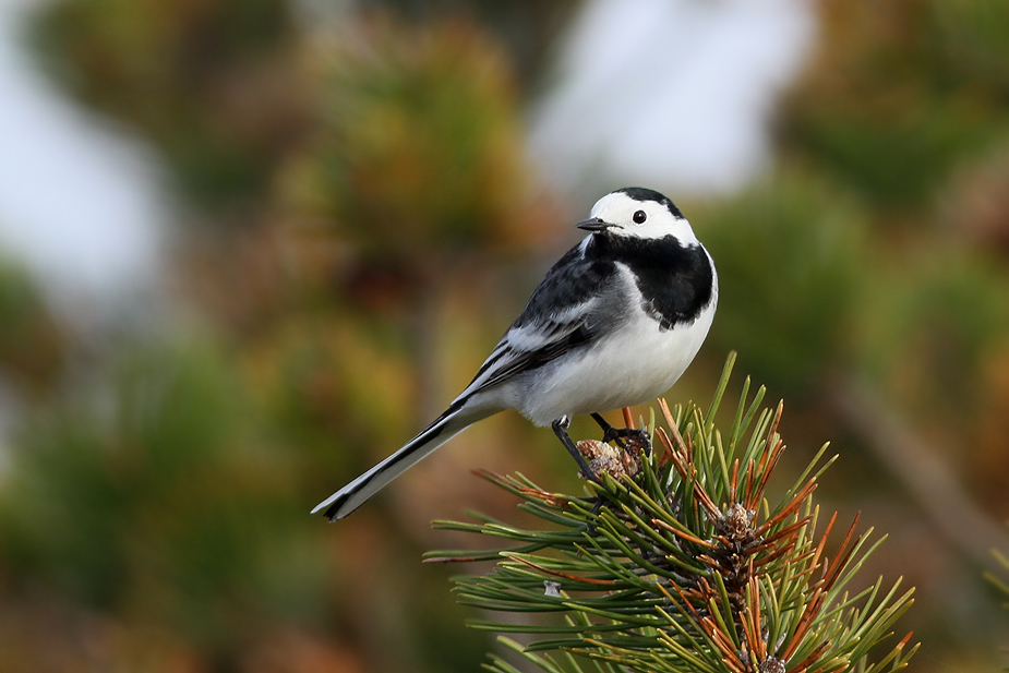 Fugl-Motacilla alba_5779
