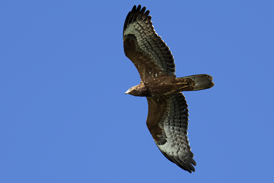 Fugl-Pernis apivorus_3329