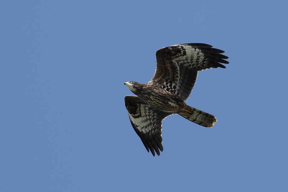 Fugl-Pernis apivorus_3509