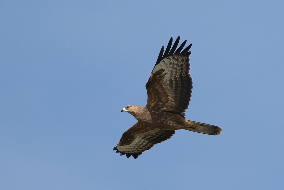 Fugl-Pernis apivorus_3723