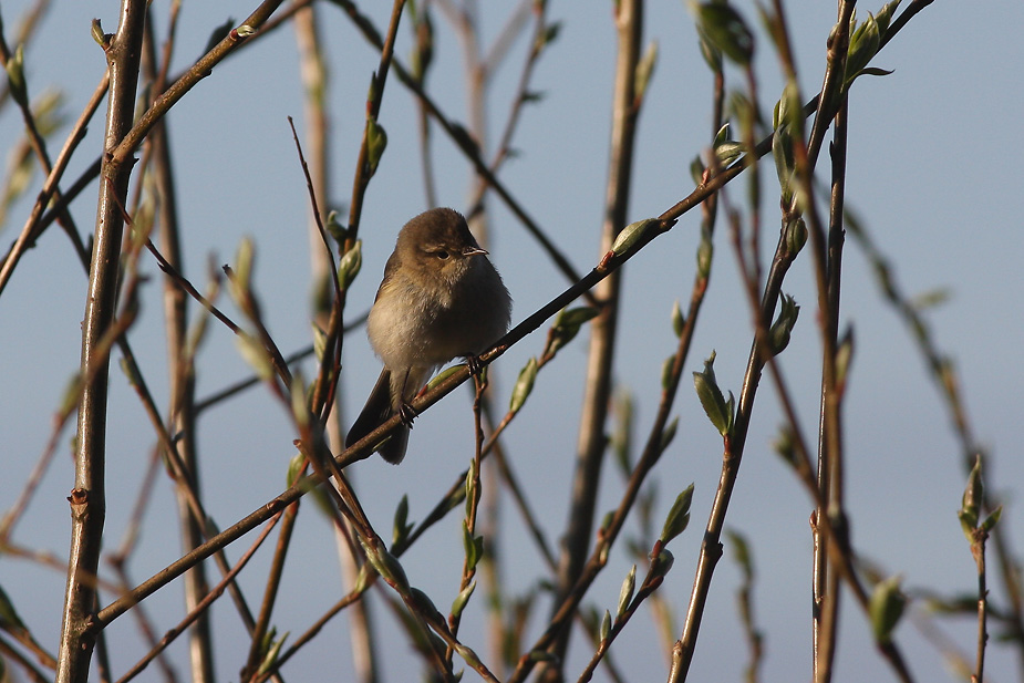 Fugl-Phylloscopus collybita_6573