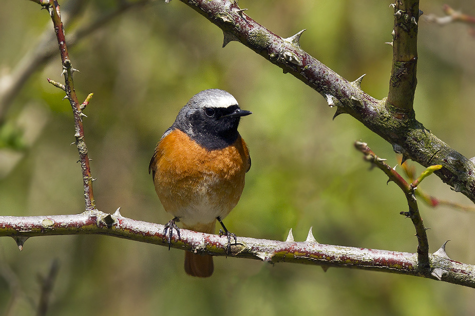 Fugl-Phoenicurus phoenicurus_6815