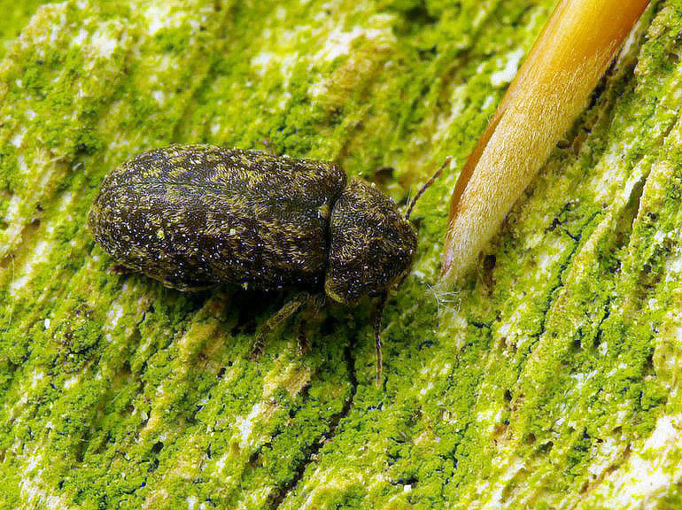 Xestobium rufovillosum (Egeborebille)