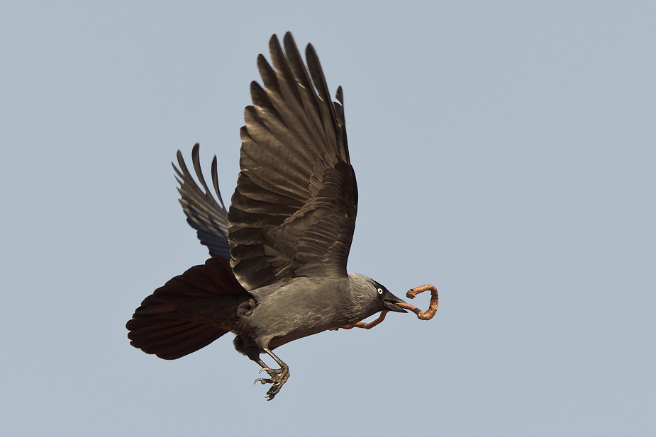 Fugl-Corvus monedula_6495