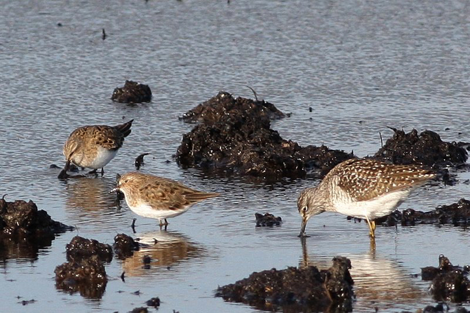 Fugl-Calidris temminckii_22