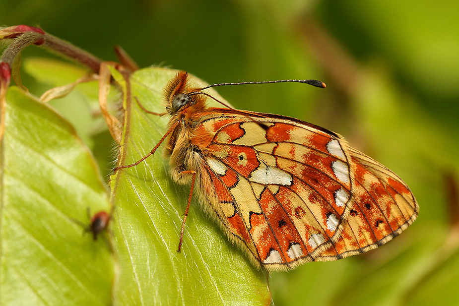 boloria-euphrosyne_5525