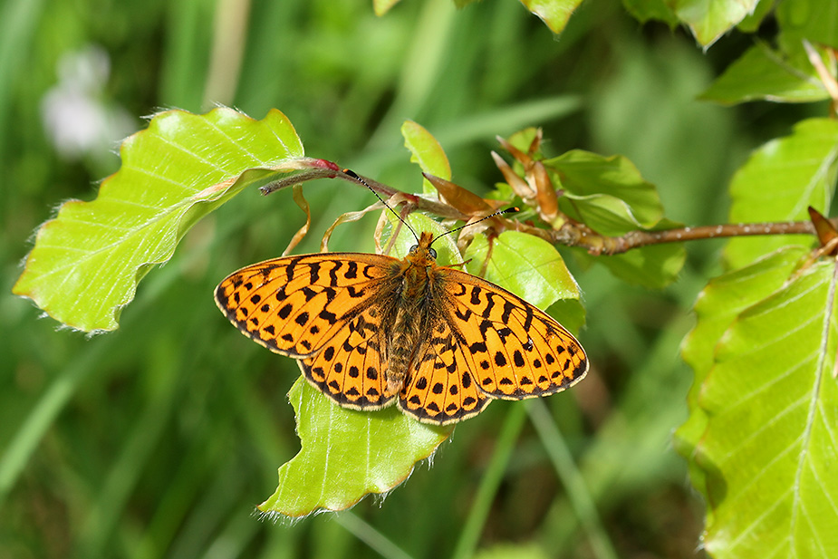 boloria-euphrosyne_5638