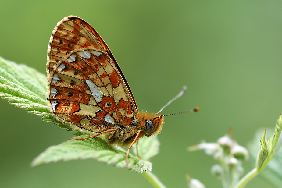 boloria-euphrosyne_5892