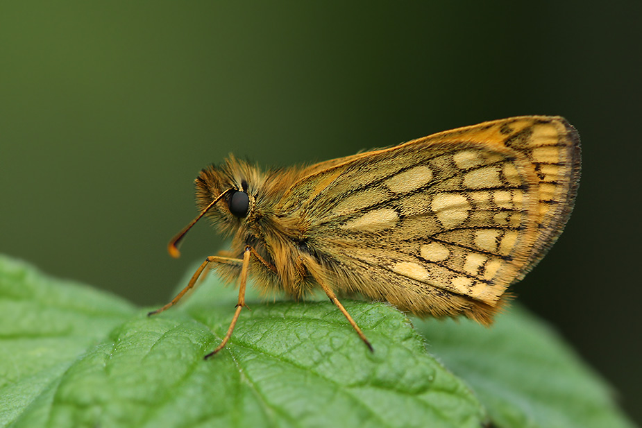 carterocephalus-silvicola_5829