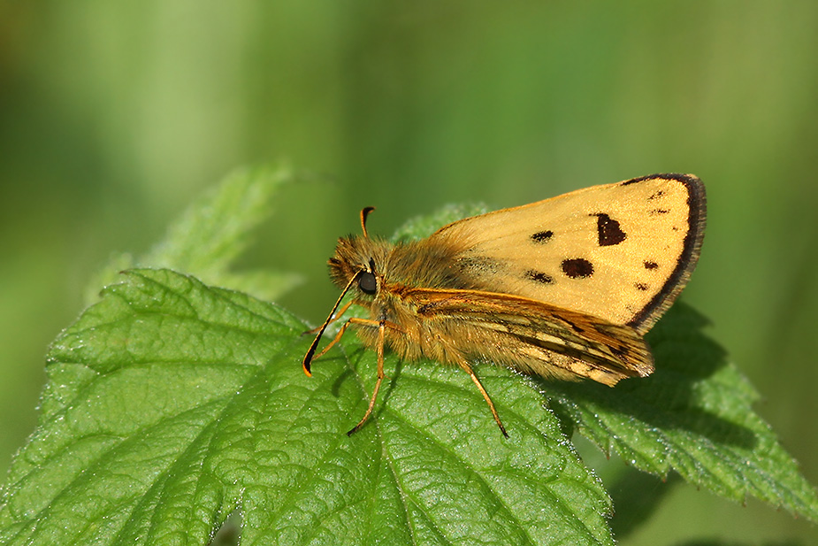 carterocephalus-silvicola_5840