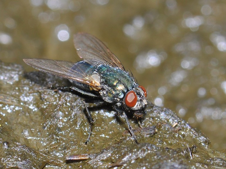 Egehoved (Vordingborg, Sjælland)