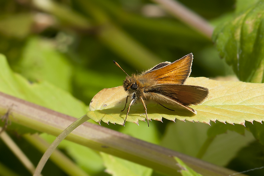 Thymelicus lineola_0052