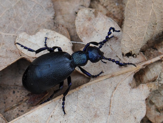 Meloe proscarabaeus (Sort oliebille)