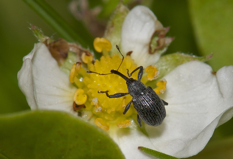 Anthonomus rubi (Hindbærsnudebille)