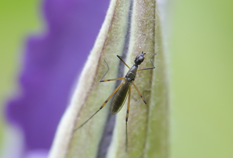 Micropeza corrigiolata (Micropeza corrigiolata)
