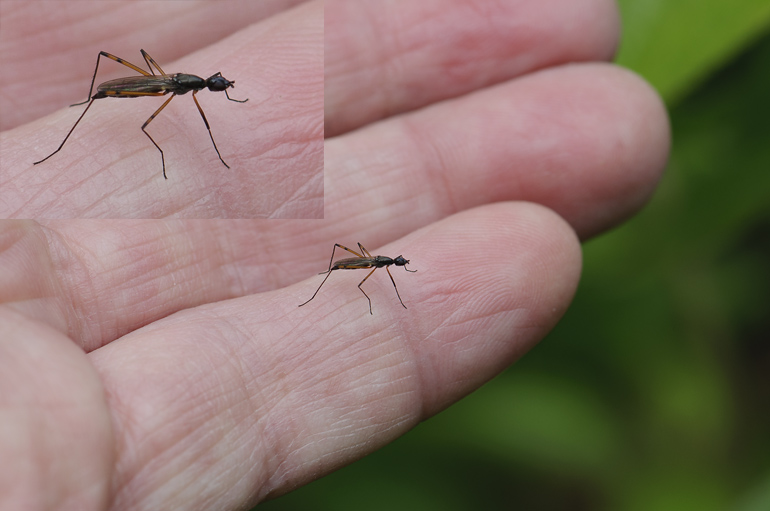 Micropeza corrigiolata (Micropeza corrigiolata)