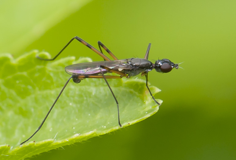 Micropeza corrigiolata (Micropeza corrigiolata)
