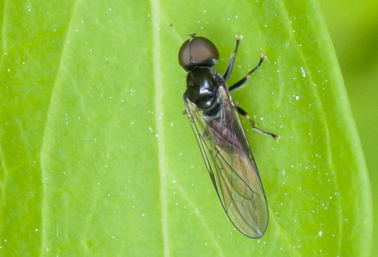 Øjeflue ubest. (Pipunculidae indet.)