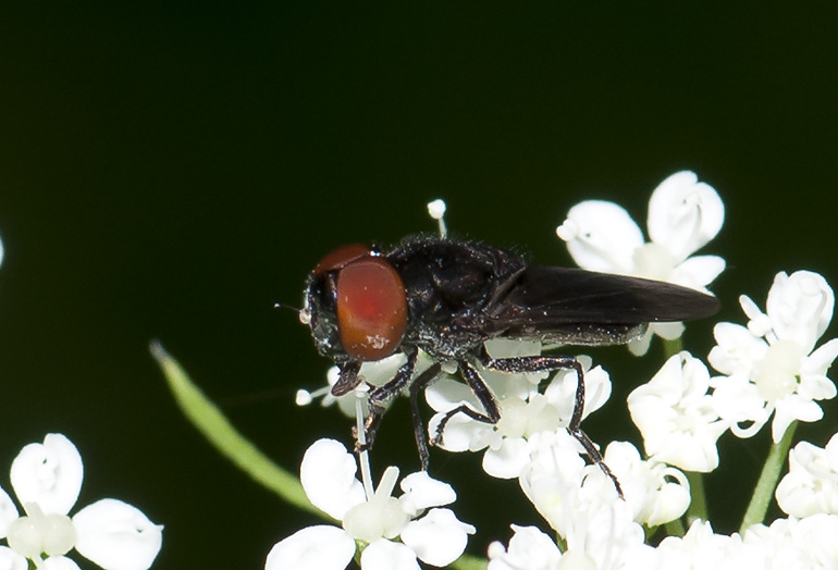 Chrysogaster solstitialis (Sortvinget engsvirreflue)