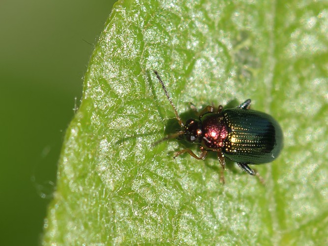 Crepidodera aurata (Crepidodera aurata)