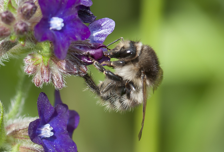 Bombus pascuorum (Agerhumle)