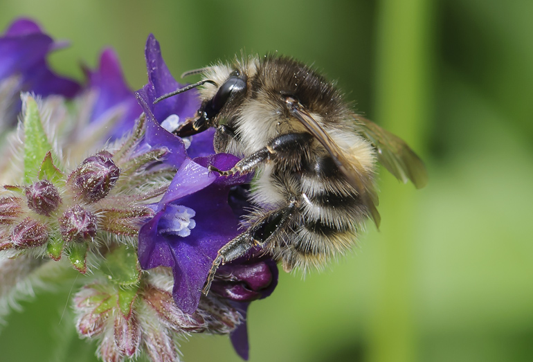 Bombus pascuorum (Agerhumle)