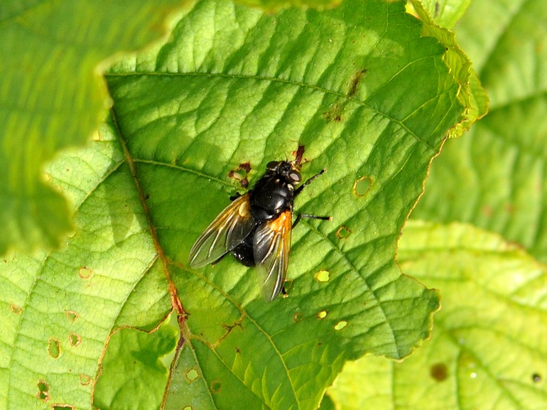 Mesembrina meridiana (Gulvinget flue)