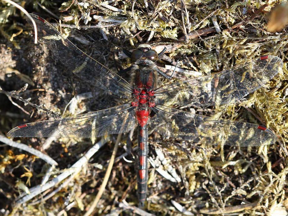 Leucorrhinia rubicunda (Nordisk kærguldsmed)