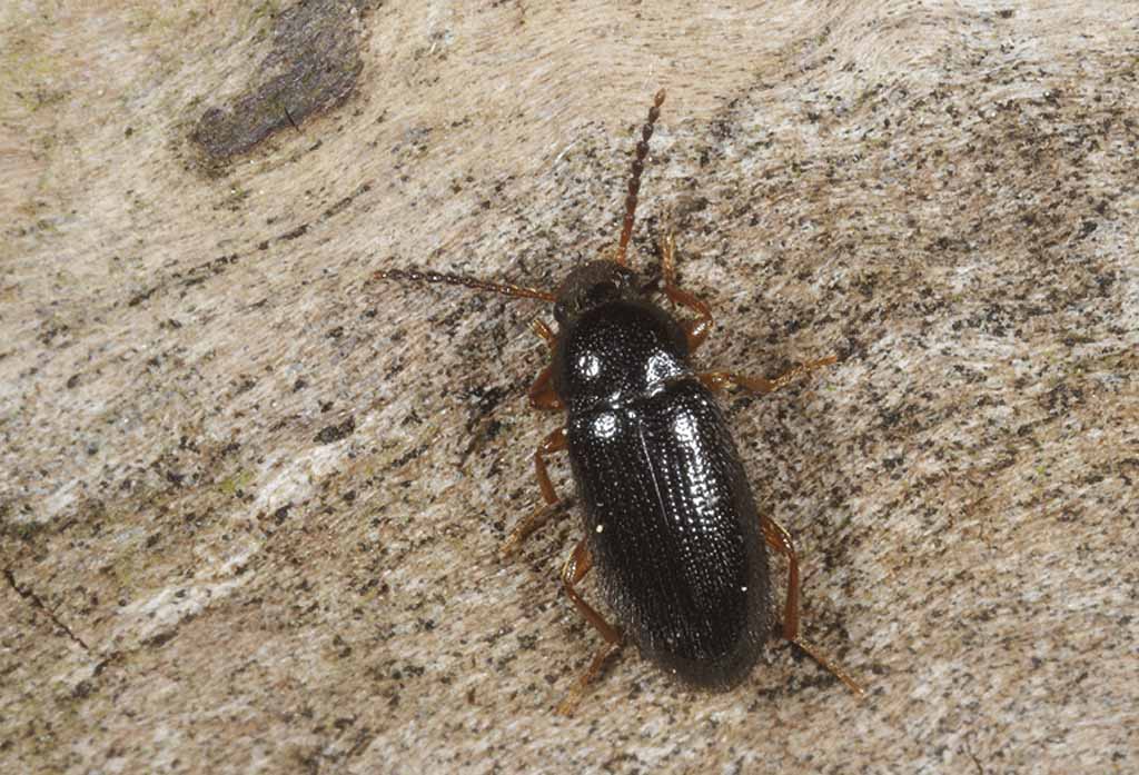 Mycetochara maura (Vedskyggebille)