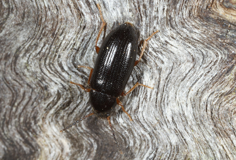 Mycetochara maura (Vedskyggebille)