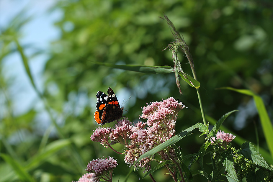Vanessa atalanta_0930