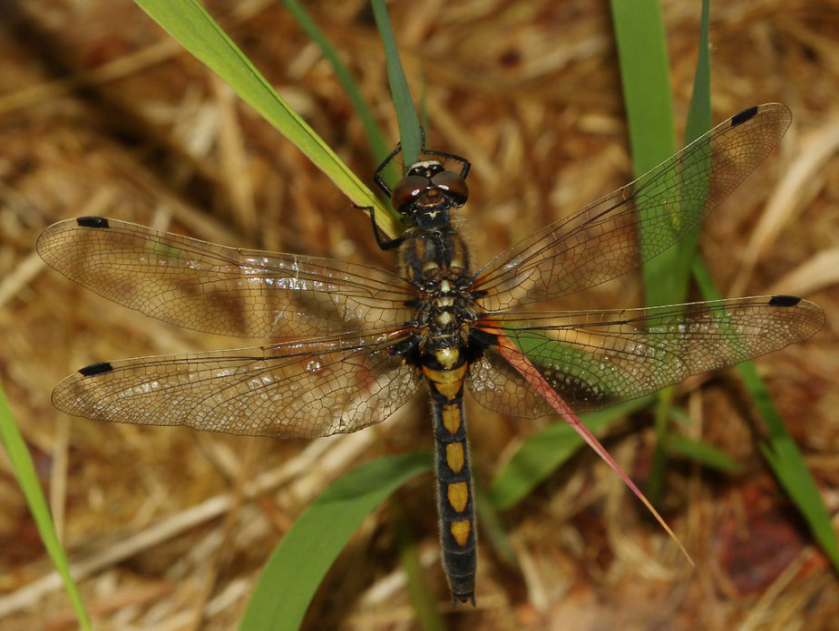Leucorrhinia rubicunda (Nordisk kærguldsmed)