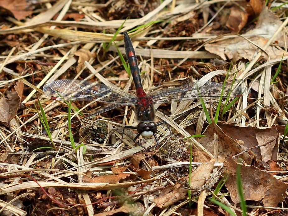 Leucorrhinia rubicunda (Nordisk kærguldsmed)