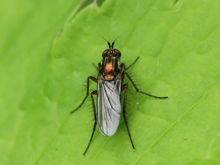 Nærum (Rudersdal, Hovedstaden)