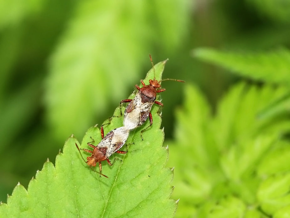 Rhopalus subrufus (Skovkanttæge)