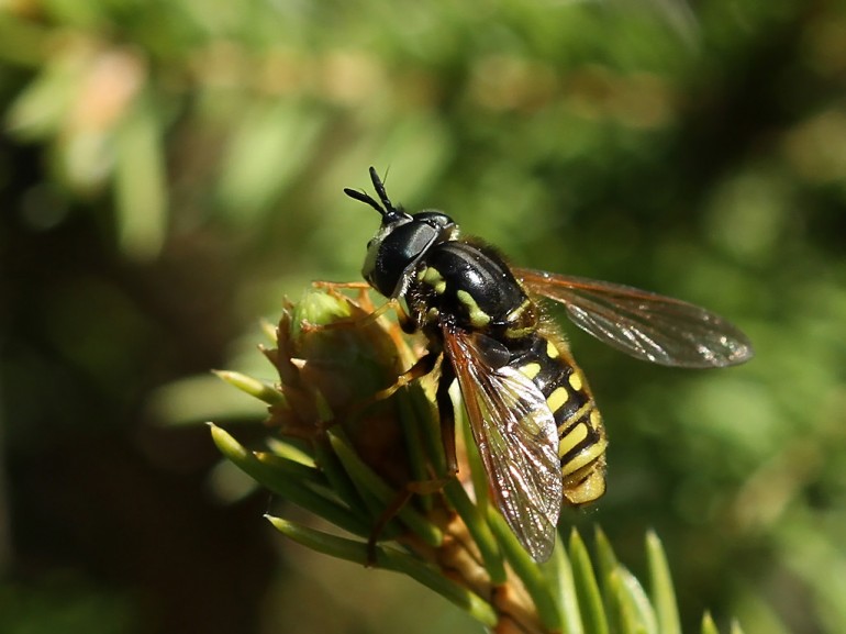 Chrysotoxum arcuatum