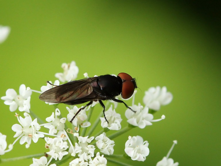Chrysogaster solstitialis (Sortvinget engsvirreflue)