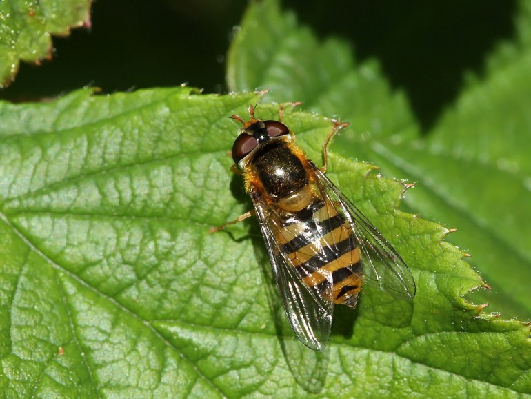 Epistrophe nitidicollis (Sorthåret glanssvirreflue)