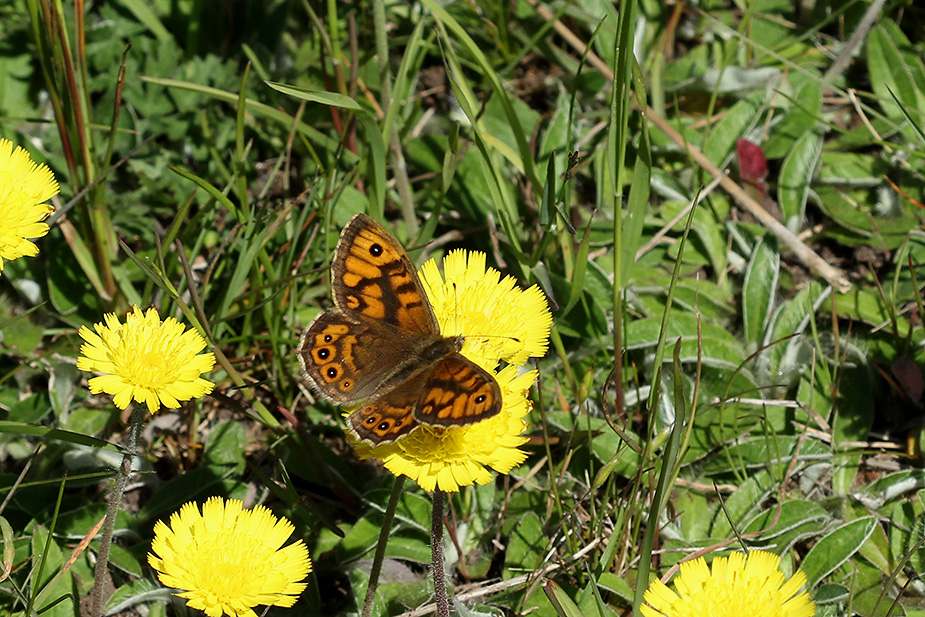 lasiommata-megera_9248