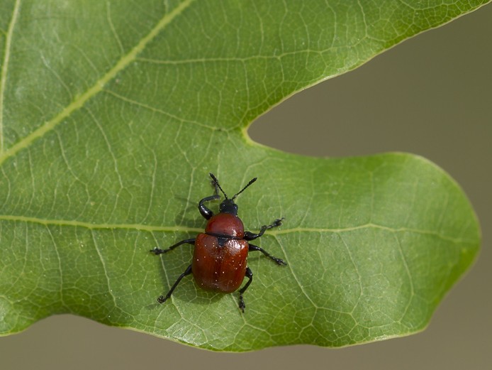 Attelabus nitens (Egebladruller)