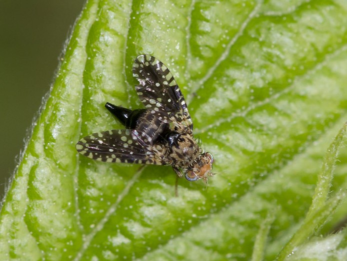 Dithryca guttularis (Røllikebåndflue)