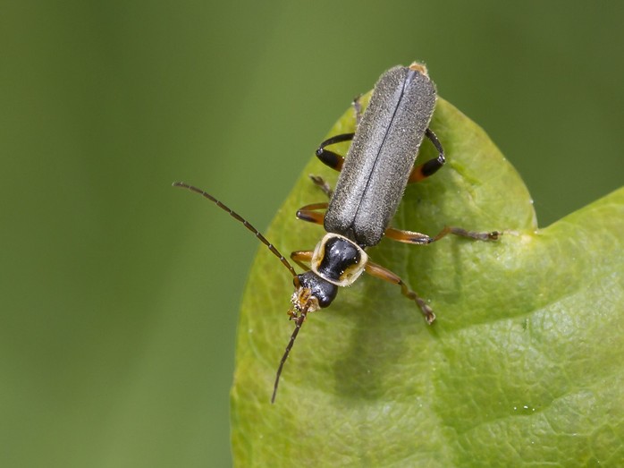 Strandkær (Syddjurs, Midtjylland) 14-06-2015