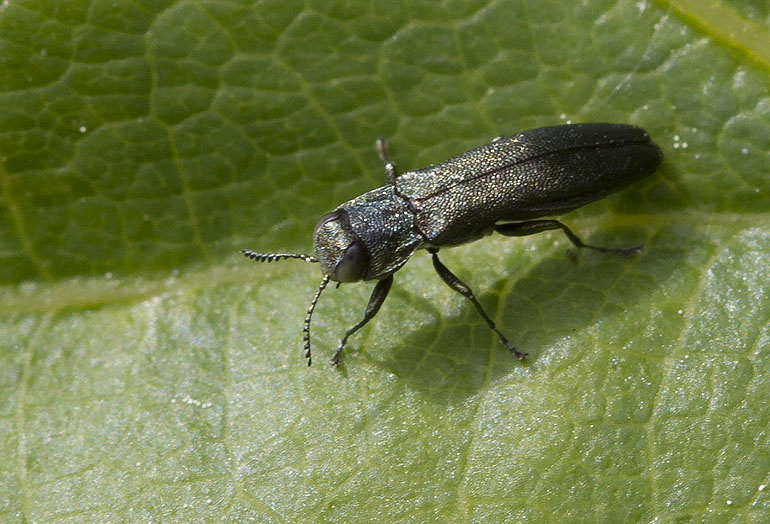 Strandkær (Syddjurs, Midtjylland)