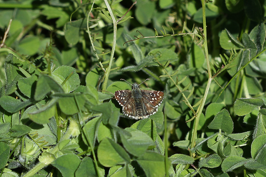 pyrgus-armoricanus_9567