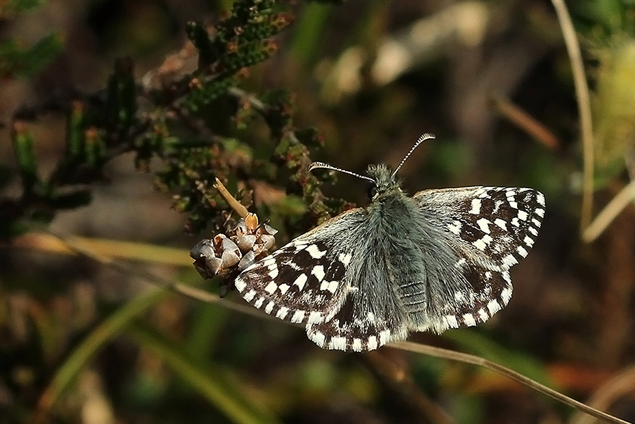 pyrgus-malvae_4583-1