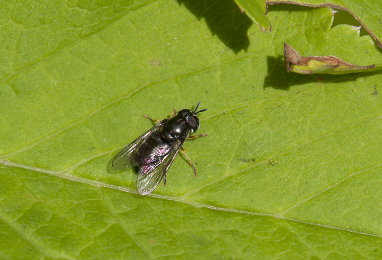 Paragus pecchiolii (Skov-maskesvirreflue)