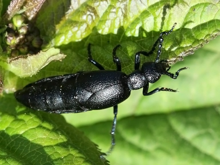 Meloe proscarabaeus (Sort oliebille)