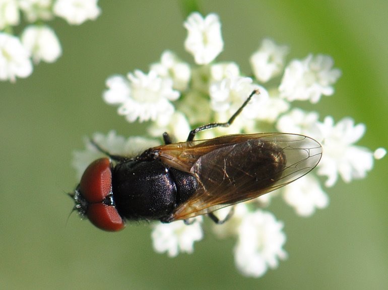 Chrysogaster cemiteriorum (