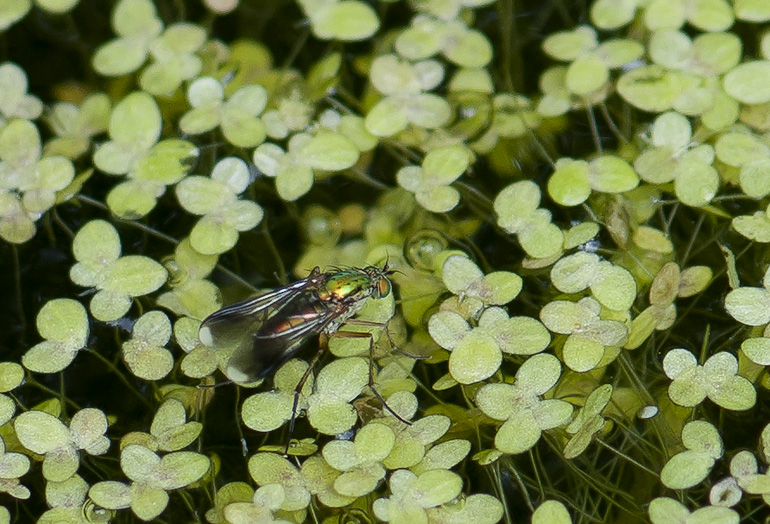 Poecilobothrus nobilitatus (Poecilobothrus nobilitatus)