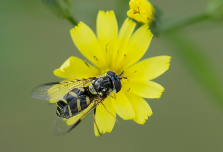 Dasysyrphus albostriatus (Stribet skovsvirreflue)